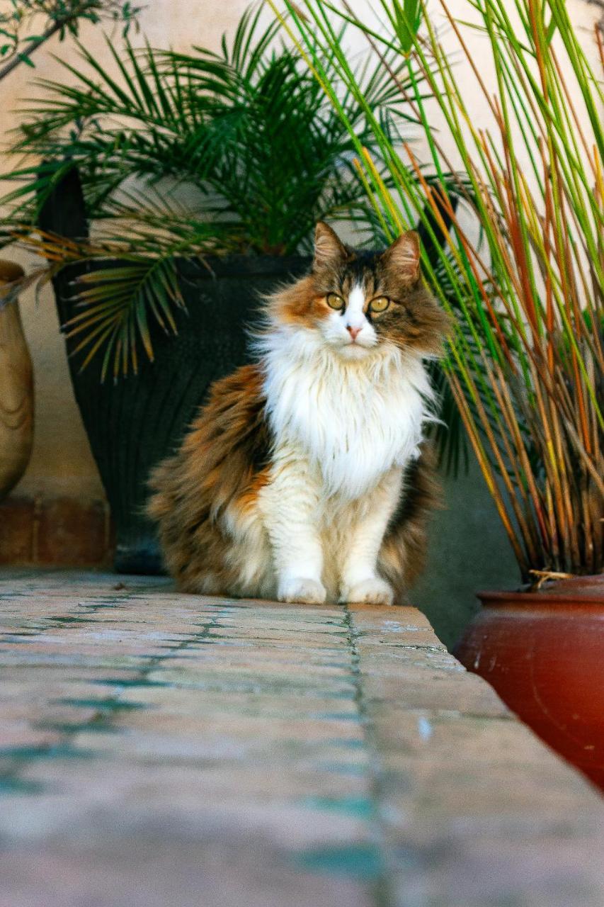 Dar El Bali 3*